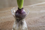 Enir Hyacinth Vase - Clear