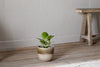 Almeida Reactive Glaze Plant Pot - Olive & Natural
