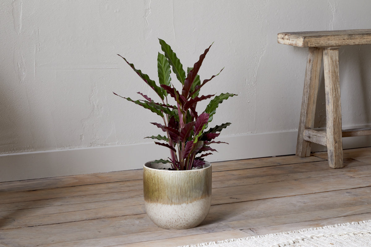 Almeida Reactive Glaze Plant Pot - Olive & Natural