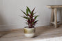 Almeida Reactive Glaze Plant Pot - Olive & Natural