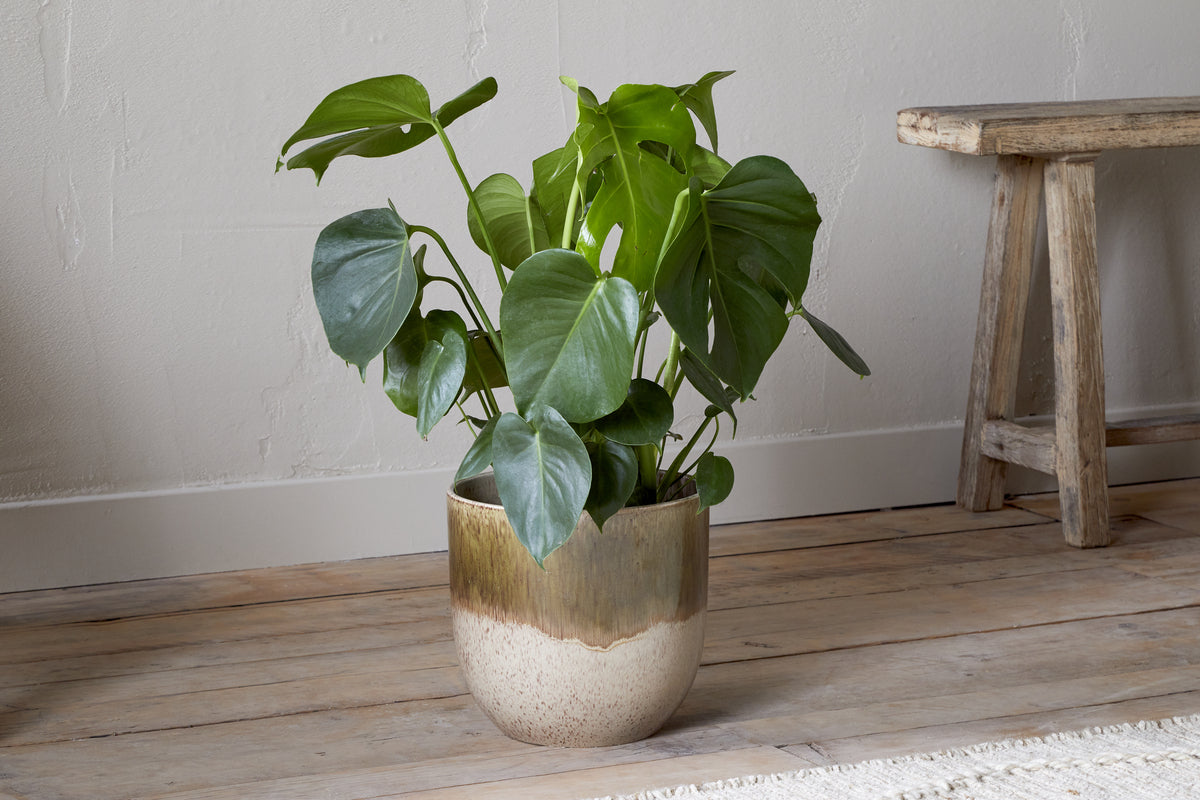 Almeida Reactive Glaze Plant Pot - Olive & Natural