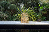 Arlia Rattan Lounger