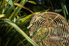 Arlia Rattan Lounger
