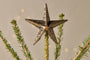 Bishakha Star Tree Topper