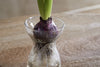 Enir Hyacinth Vase - Clear