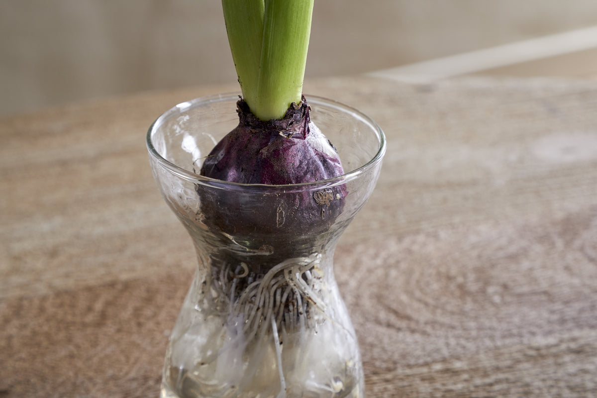 Enir Hyacinth Vase - Clear