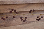 Tanu Mango Wood Beaded Garland - Brass & Ruby