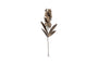 Svara Stem Hyacinth - Antique Brass