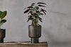 Dasalla Planter - Aged Brass