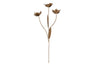 nkuku CHRISTMAS DECORATIONS San Stem Floral - Antique Brass